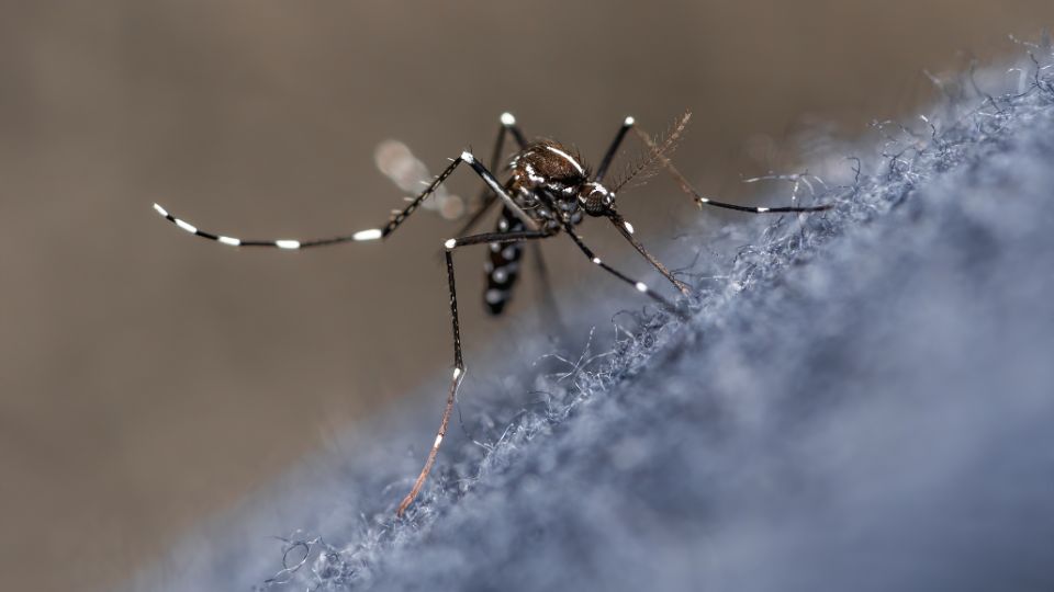 O Ministério da Saúde registra aumento alarmante de casos de dengue.
